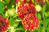 Blanket Flower, Gaillardia pulchella ?Red Plume?, flowers