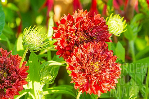 Blanket_Flower_Gaillardia_pulchella_Red_Plume_flowers