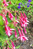 Fuchsia fulgens, flowers