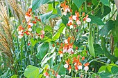 Scarlet runner bean, Phaseolus coccineus Goliath, flowers