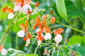 Scarlet runner bean, Phaseolus coccineus Goliath, flowers