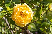 Rosa Anisade, flower