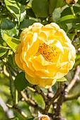 Rosa Anisade, flower