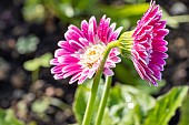 Gerbera Garvinea Sweet Fiesta, flowers