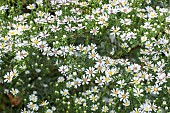 Aster Lady in Black, Symphyotrichum lateriflorum horizontalis Lady in Black, flowers