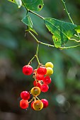 Common smilax (Smilax aspera) berry detail in summer, country roadside near Hyères, Var, France