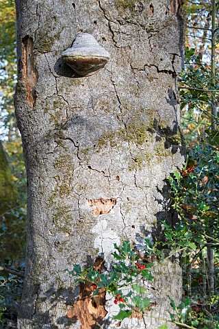 Amadouvier_or_Polypore_firelighter_on_a_sick_old_beech_tree__Allier__France