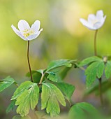 European thimbleweed in the forest - Yonne - France