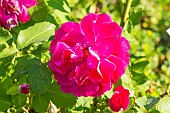 Rosa Nur Mahal, flower