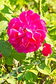 Rosa Nur Mahal, flower