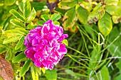 Rosa Roseraie de lHaÿ, flower