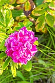 Rosa Roseraie de lHaÿ, flower