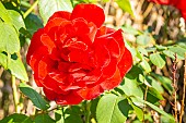 Rosa Rouge Meilland, flower