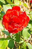 Rosa Rouge Meilland, flower