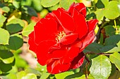 Rosa Marcel Pagnol, flower