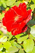 Rosa Marcel Pagnol, flower