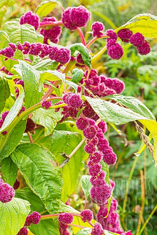 Loveliesbleeding_Amaranthus_caudatus_Dreadlocks_flowers