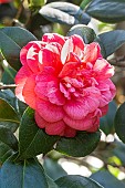 Camellia japonica Liberty Bell, flower