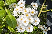 Rosa Thalia, flowers