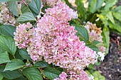 Hydrangea paniculata Vanille Fraise, flowers