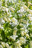 Maidenstears, Silene vulgaris, flowers