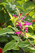 Rosy-leaf Sage Hadspen, Salvia involucrata Hadspen, fleurs
