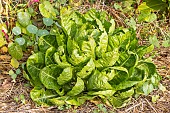 Romaine lettuce, Lactuca sativa var. longifolia, salad