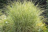 Chinese Silver Grass ?Morning Light?, Miscanthus sinensis Morning Light