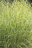 Chinese Silver Grass ?Morning Light?, Miscanthus sinensis Morning Light