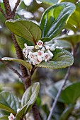 Sandankwa viburnum (Viburnum suspensum) winter flowering