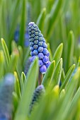 Muscari Big Smile