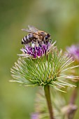 Honey Bee (Apis mellifera) foraging on Great Burdock (Arctium lappa) flower, Savoie, France