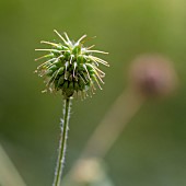 Herb bennet (Geum urbanum) fruit, Savoie, France