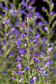 Vipers bugloss (Echium vulgare), Gard, France