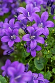 Wall bellflower (Campanula portenschlagiana) Porto