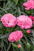 Dianthus I Love U