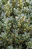 Euonymus japonicus Microphyllus Albovariegatus