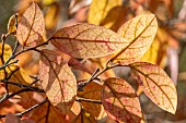 Chinese fringe flower (Loropetalum chinense) foliage in winter