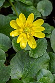 Lesser celandine (Ficaria verna), Bouches-du-Rhone, France