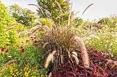 Fountain Grass, Pennisetum setaceum Rubrum Summer Samba