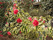 Sasanqua camellia Variegata, Camellia sasanqua Variegata, in bloom