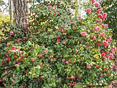 Japanese Camellia Vega, Camellia japonica Vega, in bloom