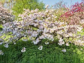 Japanese flowering cherry Shimidsu Sakura, Prunus serrulata Shimidsu Sakura, in bloom,Vincennes Arboretum, France