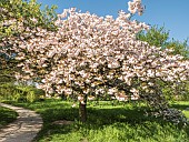 Sour Cherry Albo rosea, Prunus cerasus Albo rosea, in bloom