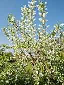 European bird cherry, Prunus padus, in bloom