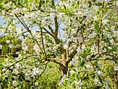 European bird cherry, Prunus padus, in bloom