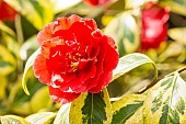 Sasanqua camellia Variegata, Camellia sasanqua Variegata, flower