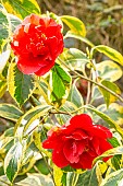 Sasanqua camellia Variegata, Camellia sasanqua Variegata, flowers