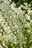 Bridalwreath spirea, Spiraea prunifolia Plena, flowers