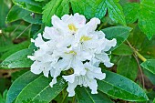 Rhododendron Cunninghams White, flowers